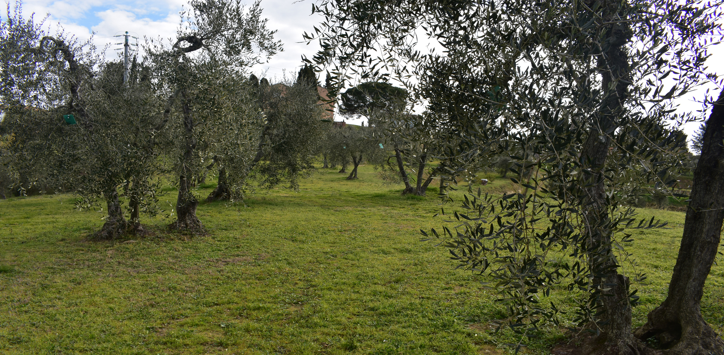 Olive grove