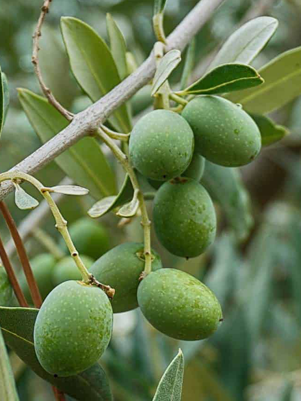 Olive grove