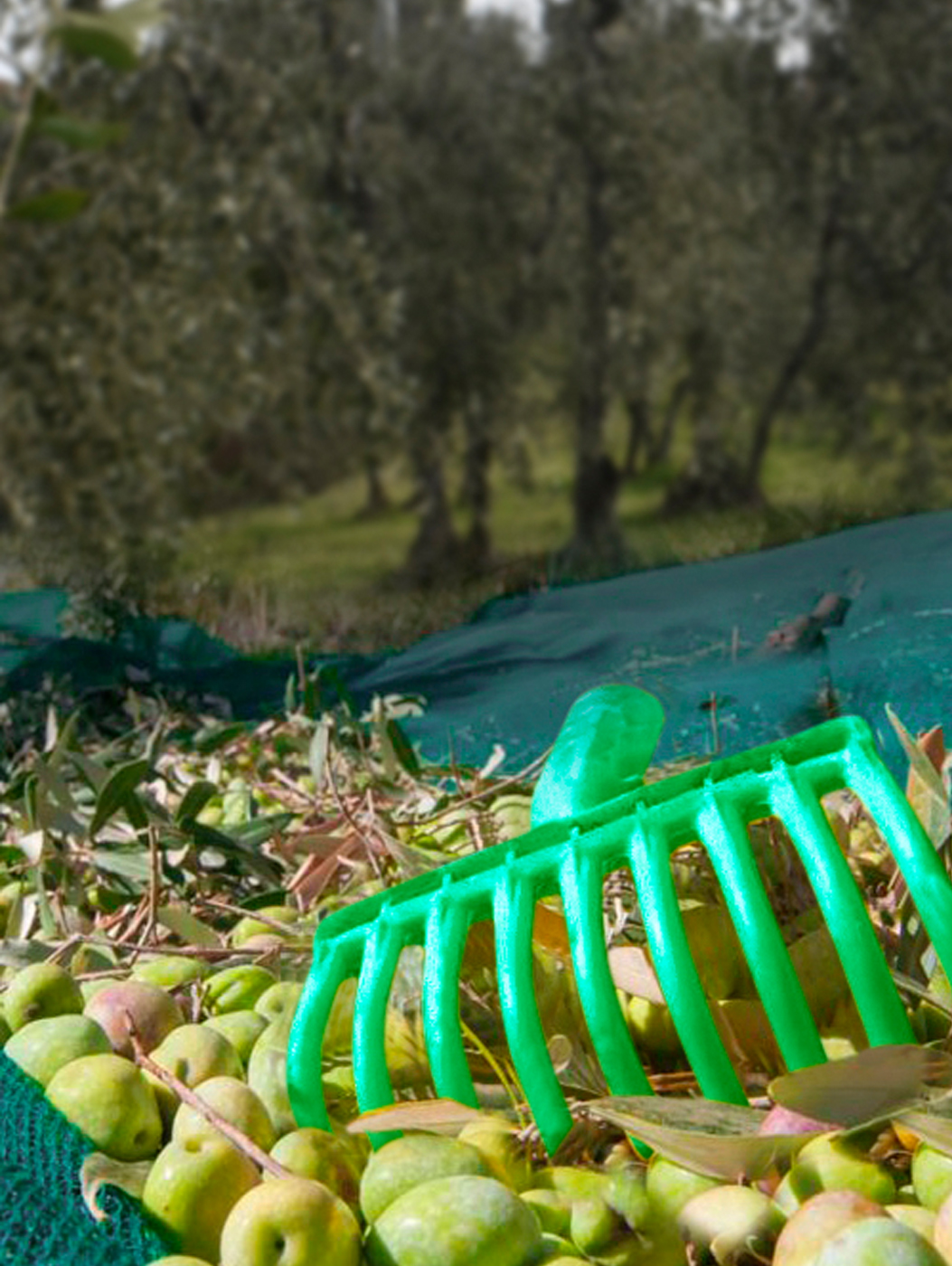 Olive grove