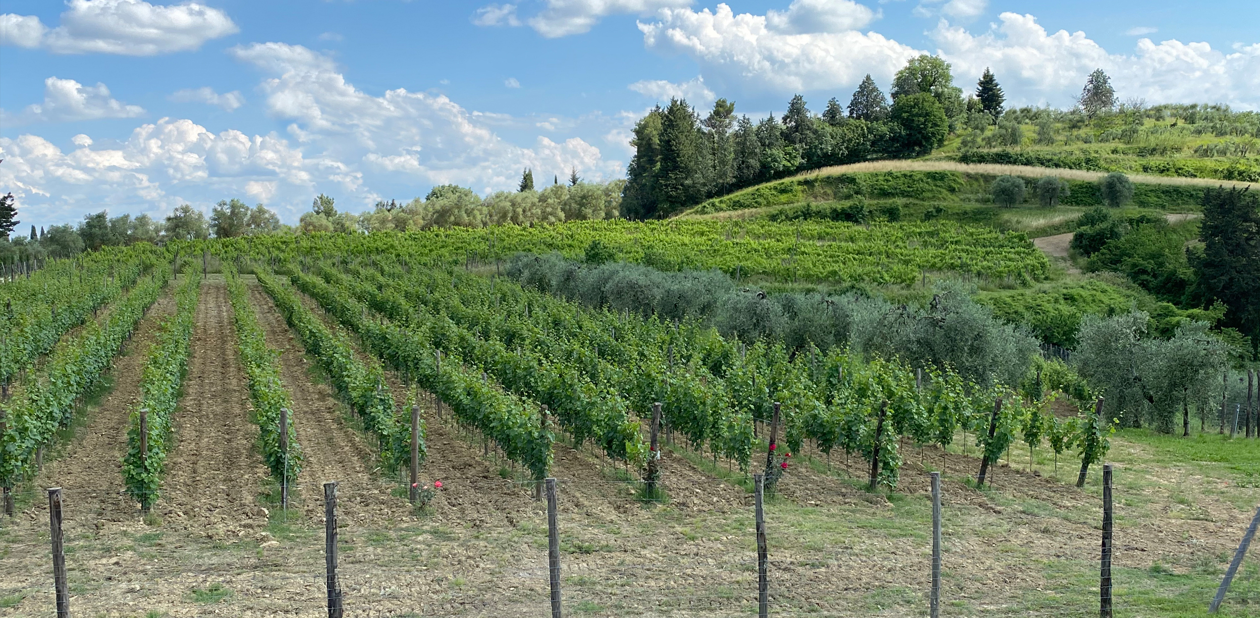 Vineyards