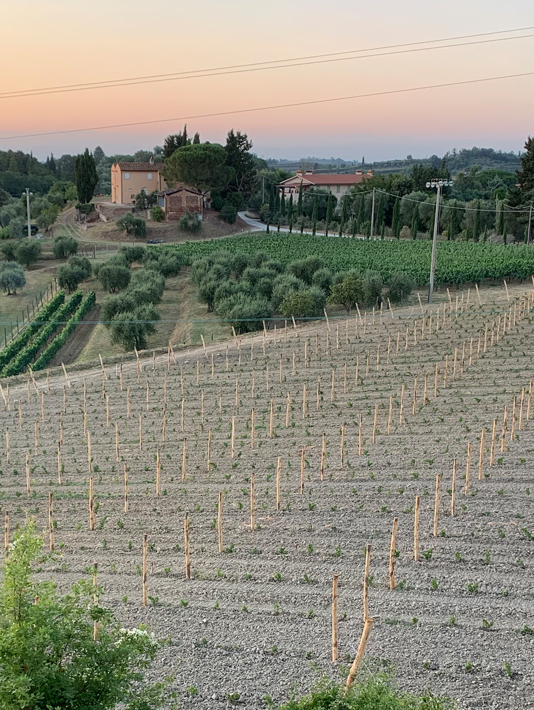 Vineyards