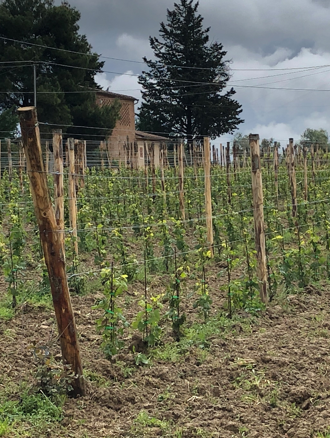 Vineyards
