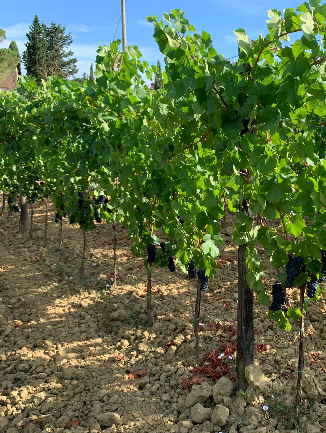 Vineyards