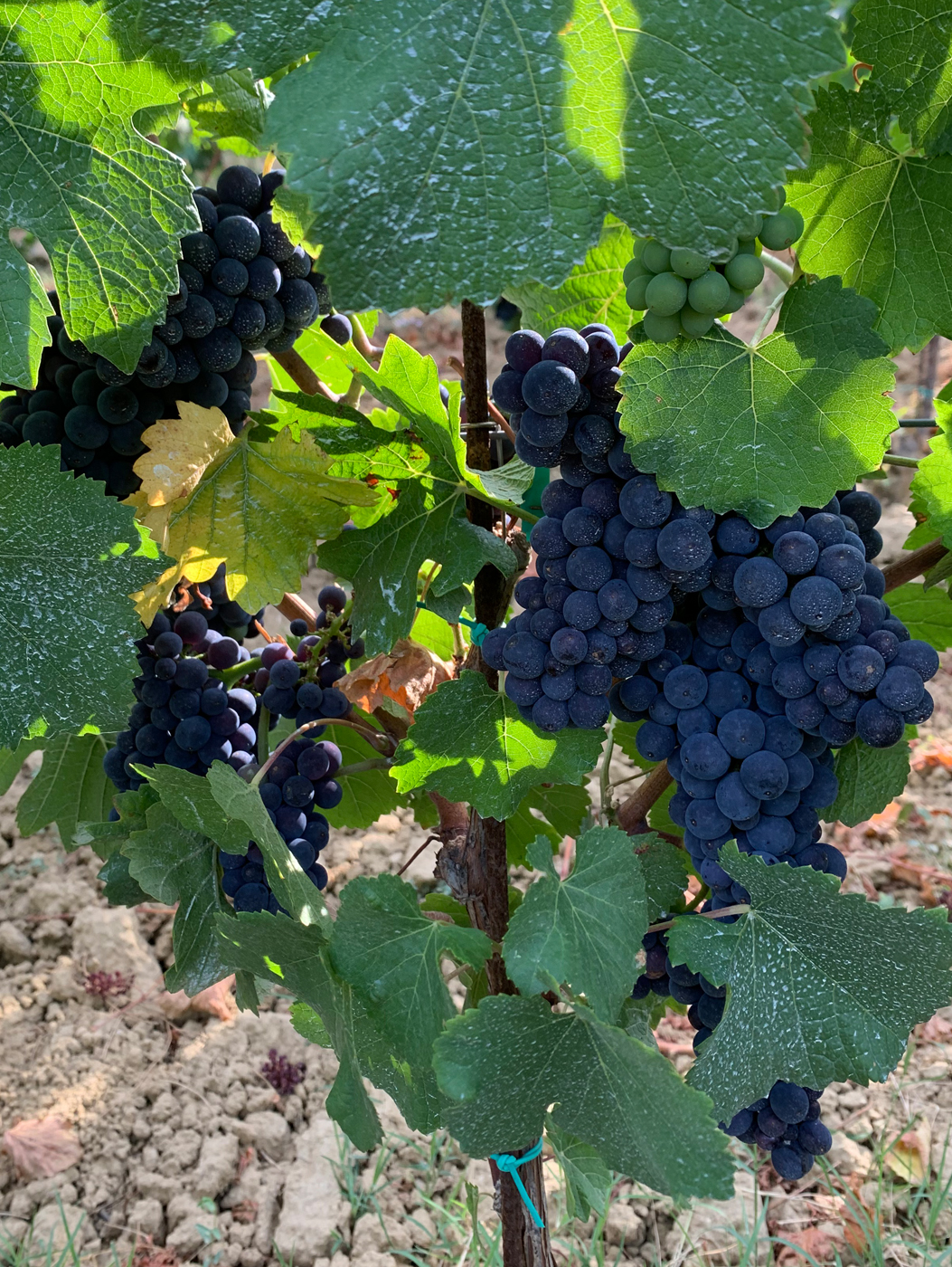 Vineyards
